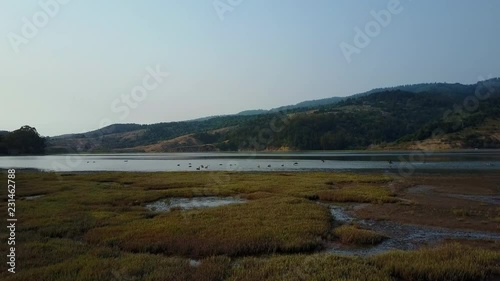 Aerial travels over wetlands of Bolinas Lagoon towards flock of resting birds