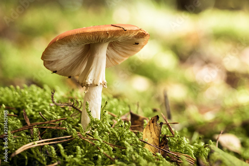 mushroom in the grass