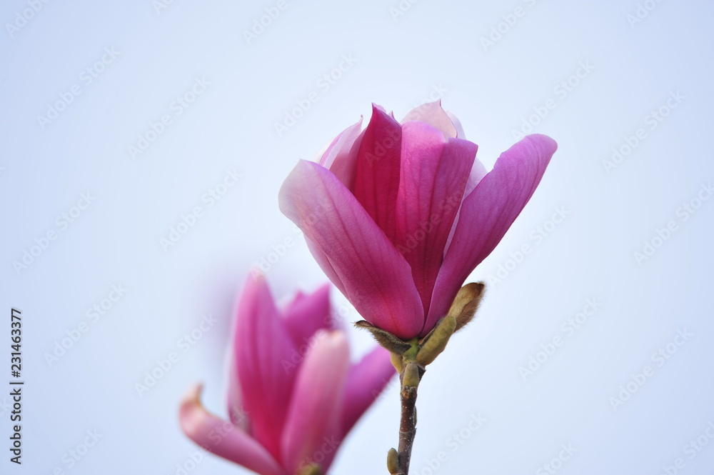 Fototapeta premium Magnolia flower blooming