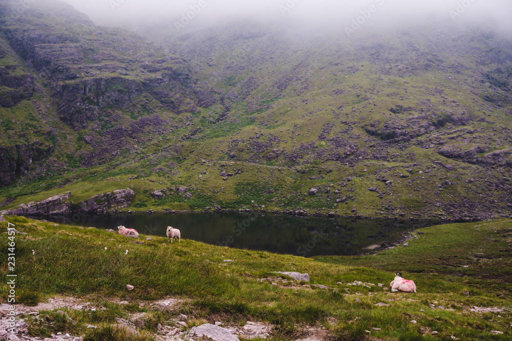 Sheeps on highland area near of mount Carrauntoohil. At morning