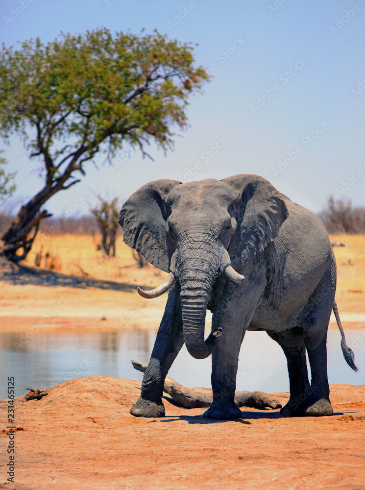 Fototapeta premium Powerful Bull Elphant on the dry arid African Plains in Hwange National Park, Zimbabwe