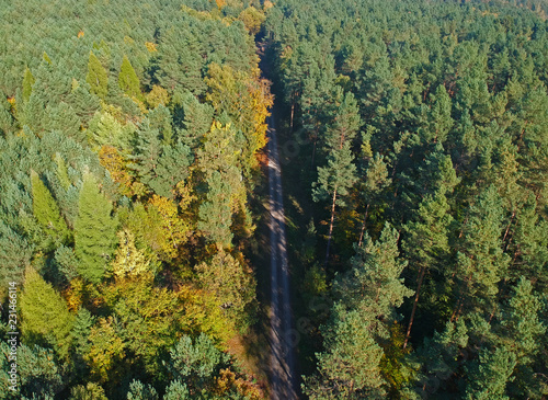 Aerial view on straight hidden asphalt road in mixed forest during autumn