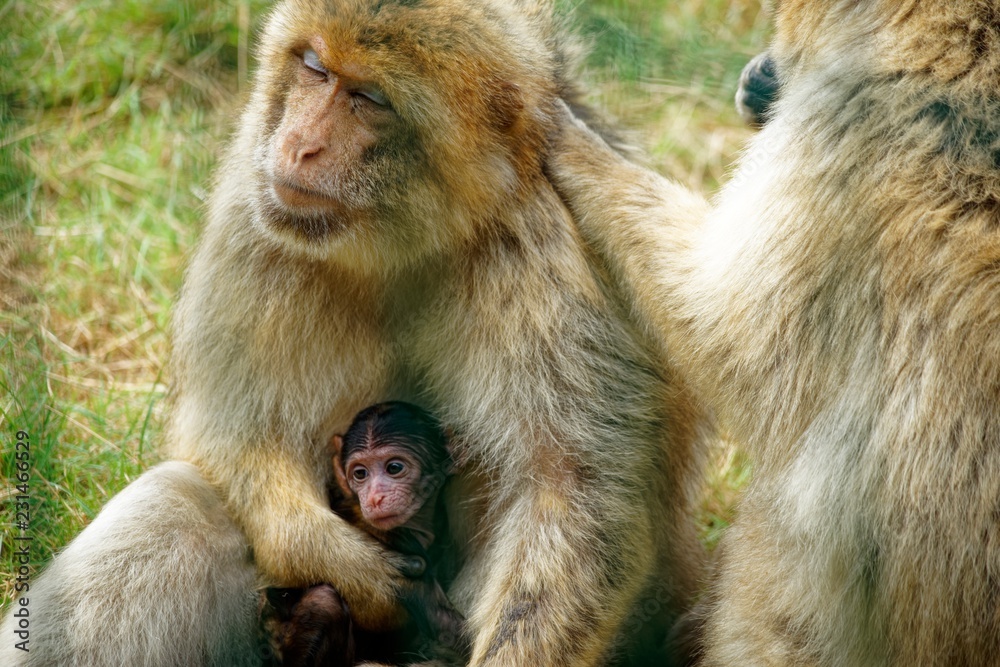 Barbary Macaque