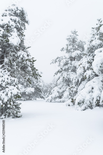 Camino nevado a través de un bosque de pinos. Paisaje de invierno © Esther Pueyo