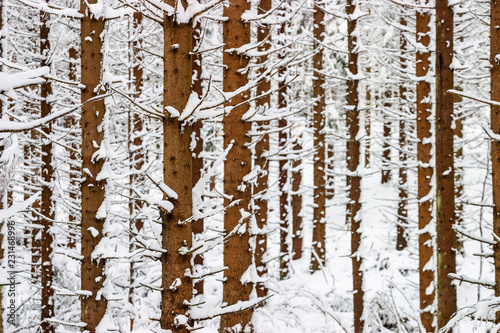 Spruce tree trunks in a forest at winter