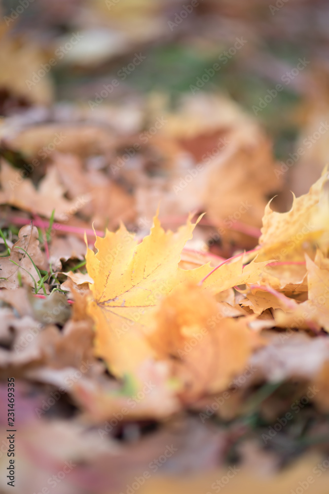 Autumn leaves are hollow red. The leaves lie on the ground, a heap of leaves. Autumn leaves are hollow red. The leaves lie on the ground, a heap of leaves.