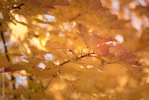 Autumn leaves are hollow red. The leaves lie on the ground  a heap of leaves.