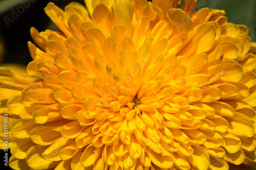 Amazing colorful Spring flowers in macro