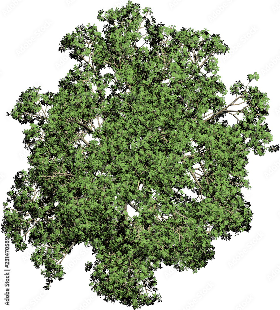 Plant & Tree overhead icon / top view symbols isolated on white background. Perfect for use with colour floor plans as symbols and icons, landscaping design or any other artist design use Plant & Tree overhead icon / top view symbols isolated on white background. Perfect for use with colour floor plans as symbols and icons, landscaping design or any other artist design use
