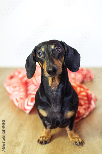 portrait dachshund dog sitting on the floor in plaid. Pet warms under a blanket in cold autumn weather © Masarik