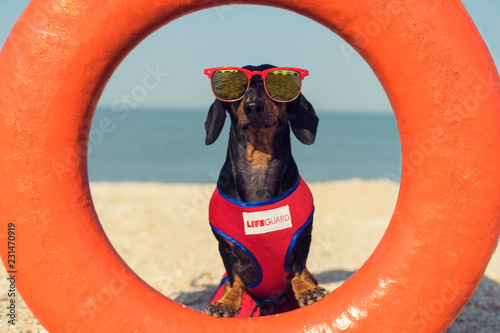 A dog Dachshund breed, black and tan, in a red blue suit of a lifeguard and red sunglasses, sits on orange lifebuoy,  a sandy beach against the sea