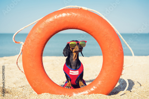 A dog Dachshund breed, black and tan, in a red blue suit of a lifeguard and red sunglasses, sits on orange lifebuoy,  a sandy beach against the sea
