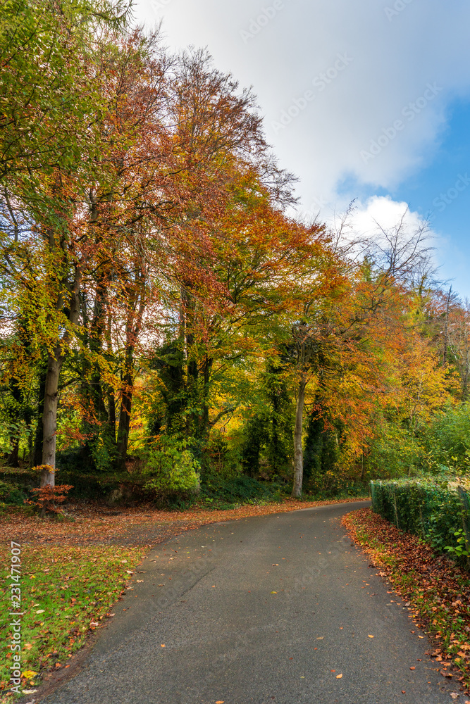 Beautiful autumn road in a park through colorful trees on a sunny day. Fall landscape in Ireland.
