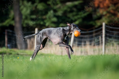 schwarzer Windhund spielt mit einem orange farbenen Ball