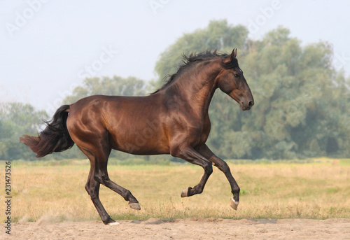 bay horse runs gallop