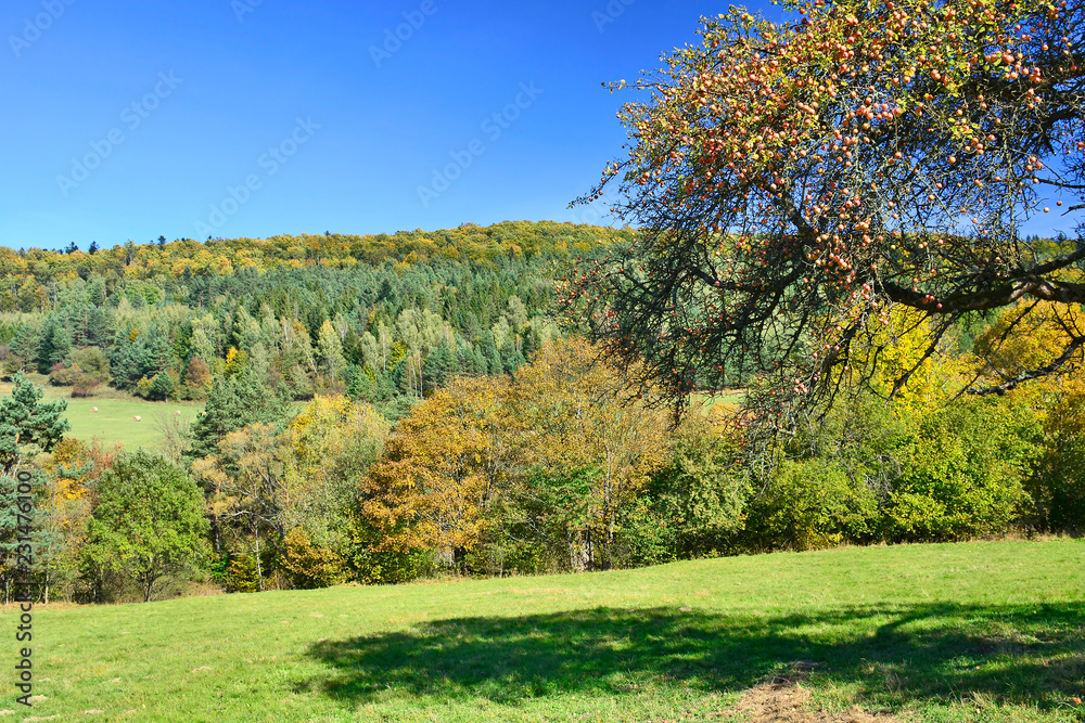Old apple tree in grassland under sunny blue sky in autumn, Low Beskids (Beskid Niski), Poland Old apple tree in grassland under sunny blue sky in autumn, Low Beskids (Beskid Niski), Poland