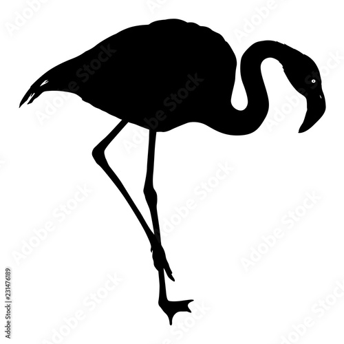 Silhouette bird flamingo on a white background