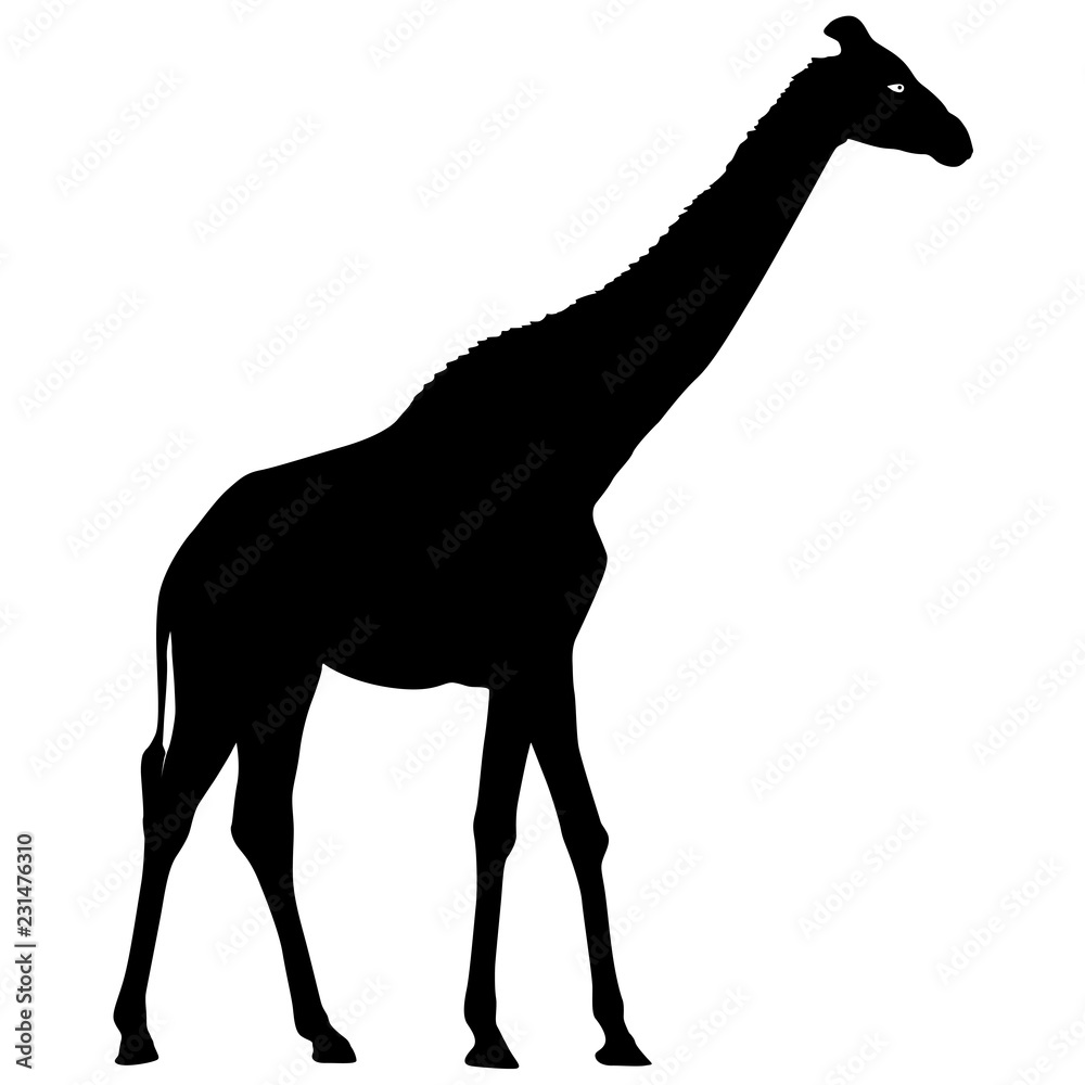 Silhouette high African giraffe on a white background Silhouette high African giraffe on a white background