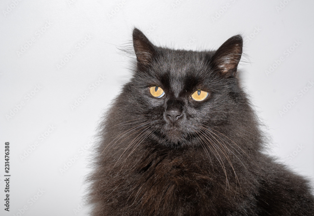 Katzen potrait einer schwarzen langhaarkatze vor weissem Hintergrund