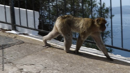 Gibraltar's famous Apes