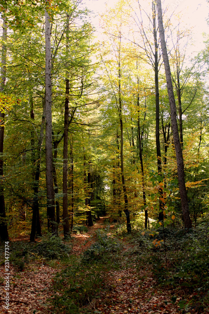 Naklejka premium Spaziergang im Herbstwald