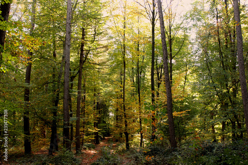 Herbstwald © urico94