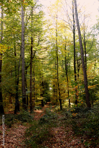 Spaziergang im Herbstwald © urico94