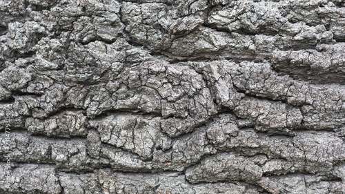 Texture of wooden surface - can be used as background