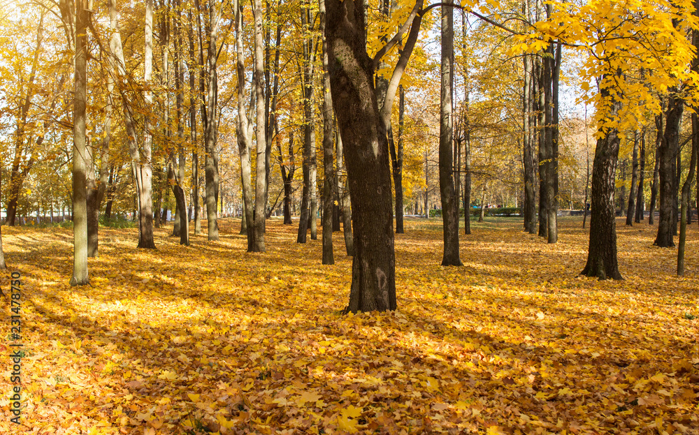 Autumn nature in the park, trees in golden foliage, the sun is shining, autumn, outdoor Autumn nature in the park, trees in golden foliage, the sun is shining, autumn, outdoor