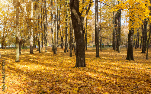 Autumn nature in the park, trees in golden foliage, the sun is shining, autumn, outdoor