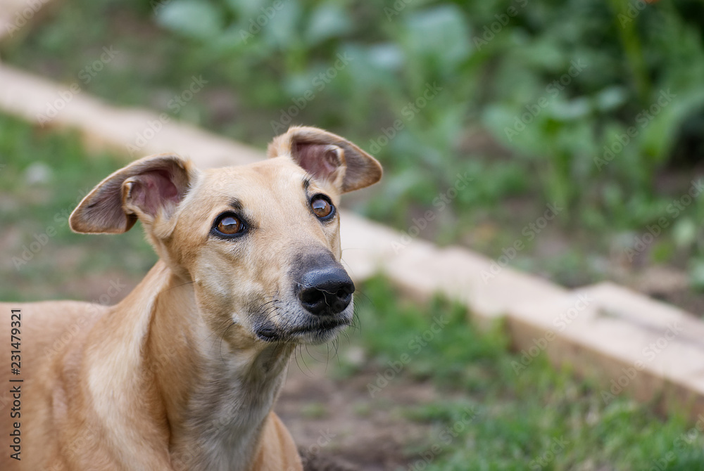 Portrait of a young greyhound outdoor in summer