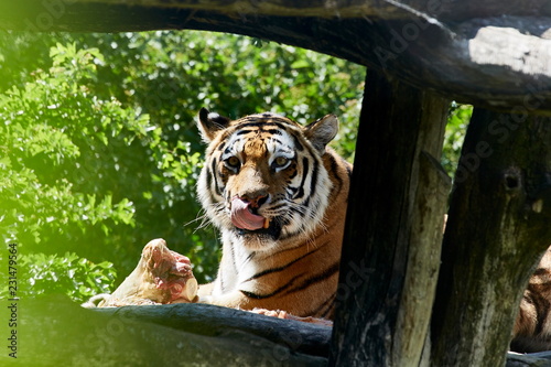 Tiger Portrait Genuss satt Appetit schlecken