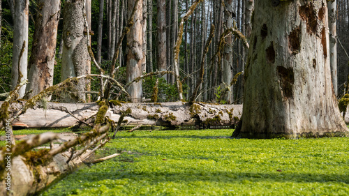 Bibergebiet mit Waldsee in Marthalen, Schweiz