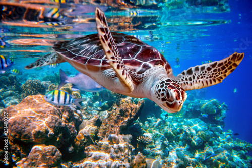 Obraz na plátně Sea turtle swims under water on the background of coral reefs