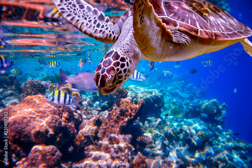 Żółw morski pływa pod wodą na tle raf koralowych