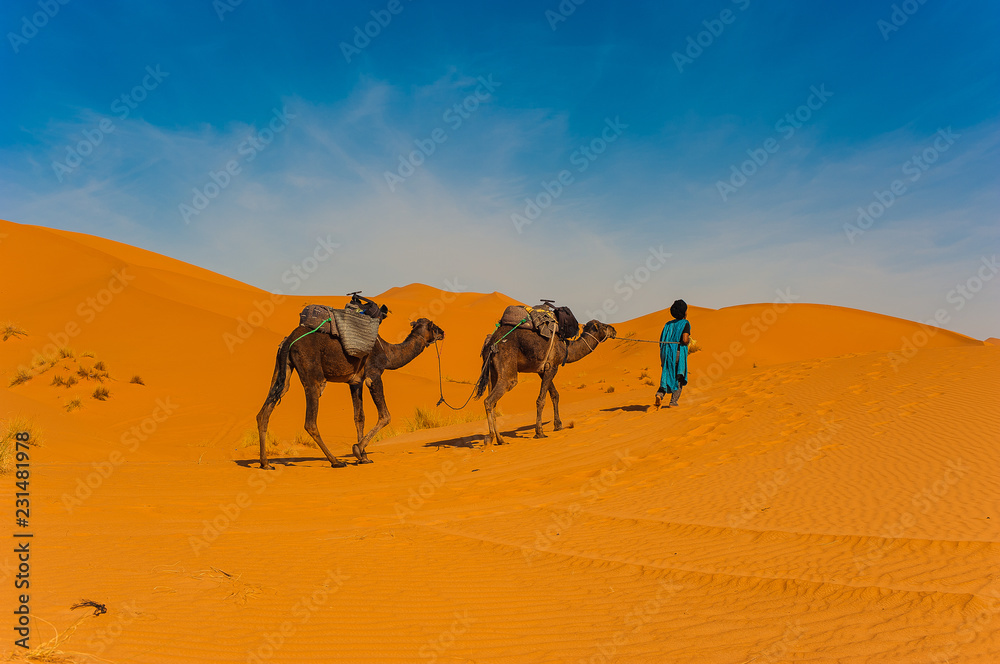 Fototapeta premium Camel caravan in Erg Chebbi Desert, Sahara Desert near Merzouga, Morocco