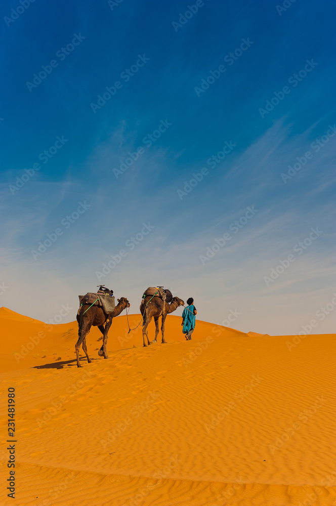 Fototapeta premium Karawana wielbłądów na pustyni Erg Chebbi na Saharze w pobliżu Merzouga w Maroku