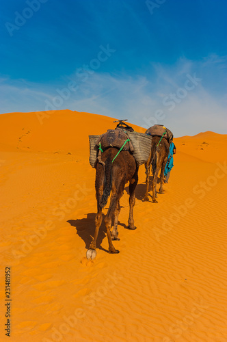 Camel caravan in Erg Chebbi Desert, Sahara Desert near Merzouga, Morocco © szymon