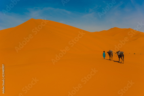 Camel caravan in Erg Chebbi Desert  Sahara Desert near Merzouga  Morocco