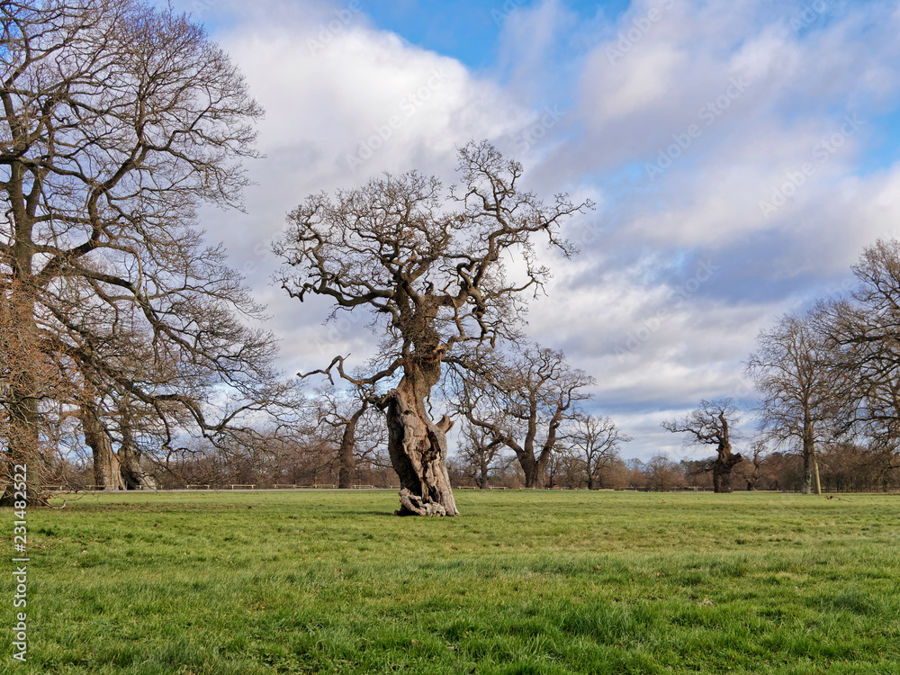 Old trees on green meadows with beautiful clouds and blue sky background.