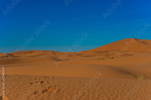 Camel caravan in Erg Chebbi Desert  Sahara Desert near Merzouga  Morocco