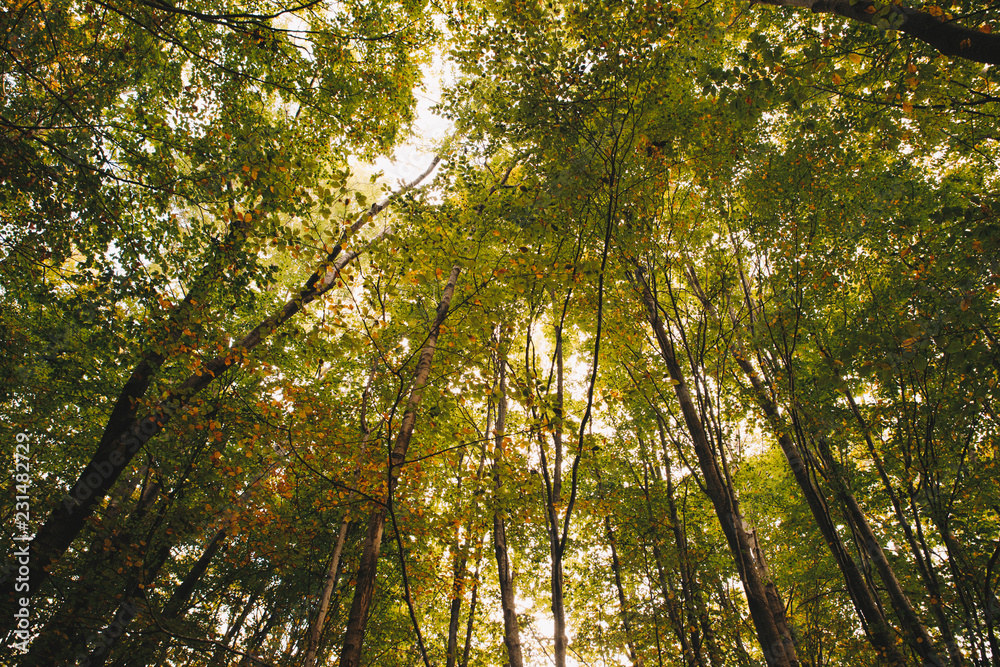 Obraz premium Autumn Trees and Leaves