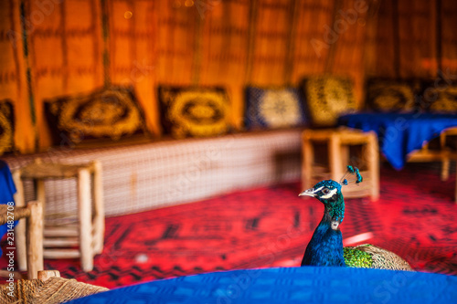Beautiful peacock  on the terrace in Zagora  holet, Morocco