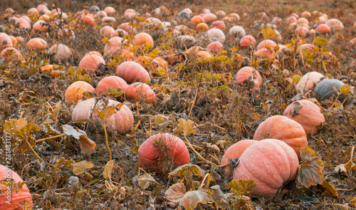 Large field with golden orange pumpkins, autumn time, gourd