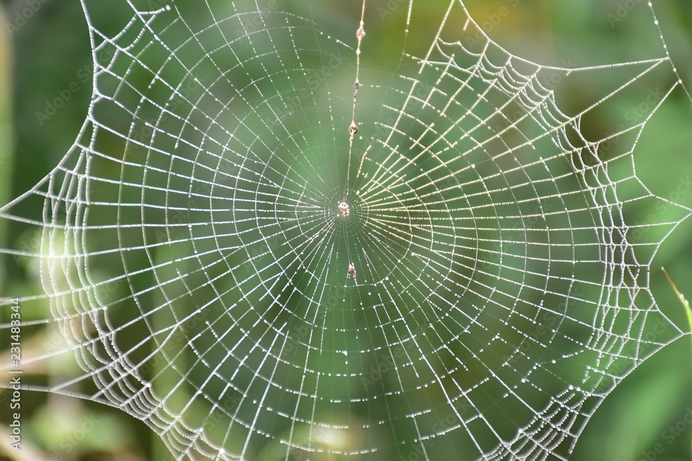 Obraz premium spider web with water drops