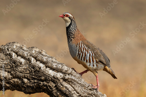 perdiz roja hembra photo