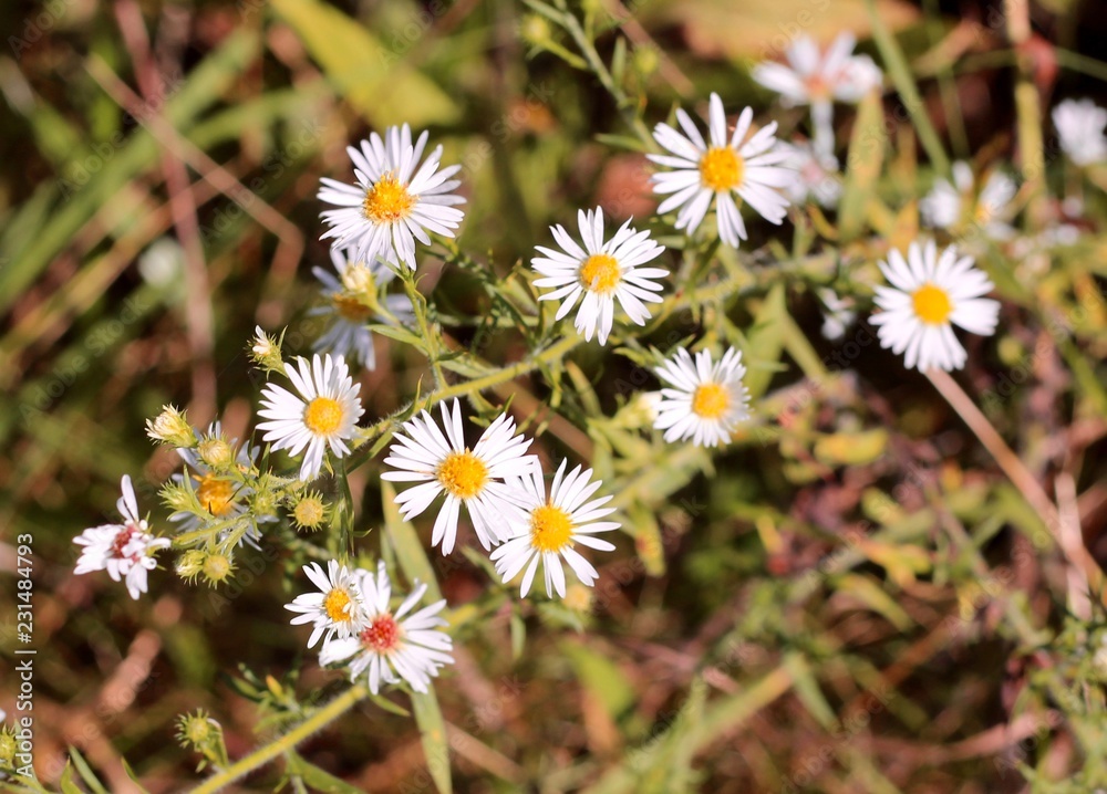 Some small daisies in the field on a close up view. Some small daisies in the field on a close up view.