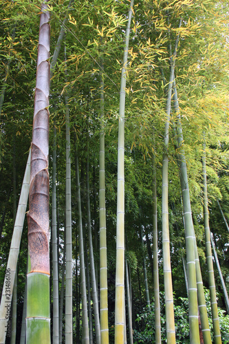 Bambous au Japon