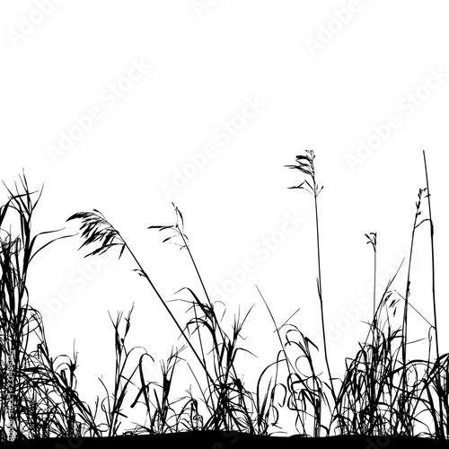 Realistic grass silhouettes from nature (Vector illustration).