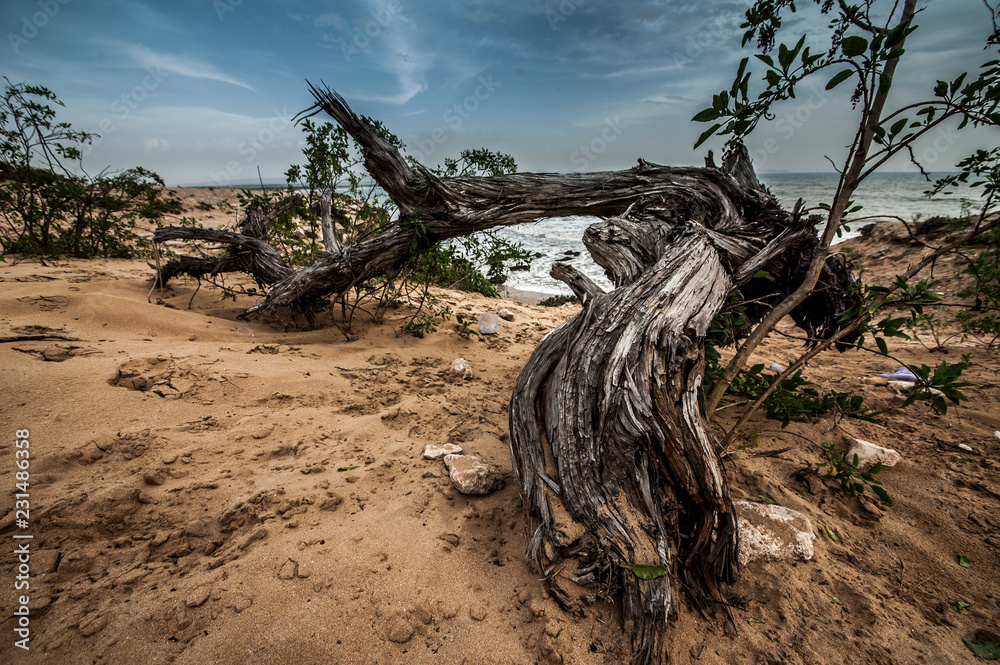 Dried tree root on the Atlantic coast near Essaouira, Morocco.